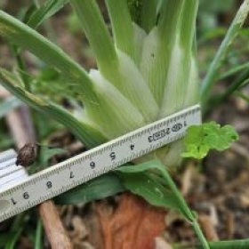 Fenchel3 2026-07-08 17.39.